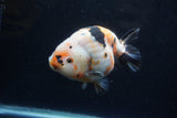 Milk Cow Ranchu  Calico 5 Inch (ID#1220R10c-82) Free2Day SHIPPING