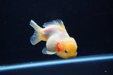 Yuan Bao Oranda  Calico 3.5 Inch (ID#311Yb10b-52) Free2Day SHIPPING