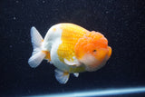 Jumbo Lionchu  Red White 5 Inch (ID#224R12a-98)