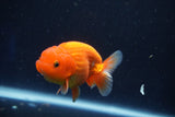 Juvenile Lionchu  Red White 3.5 Inch (ID#1022R11b-35) Free2Day SHIPPING