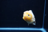 Yuan Bao Oranda  Calico 3.5 Inch (ID#311Yb10b-52) Free2Day SHIPPING