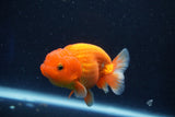 Juvenile Lionchu  Red White 3.5 Inch (ID#1022R11b-35) Free2Day SHIPPING