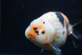 Milk Cow Ranchu  Calico 5 Inch (ID#1220R10c-82) Free2Day SHIPPING