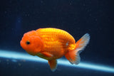 Juvenile Lionchu  Red White 3.5 Inch (ID#1022R11b-35) Free2Day SHIPPING