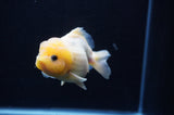 Yuan Bao Oranda  Calico 3.5 Inch (ID#311Yb10b-52) Free2Day SHIPPING