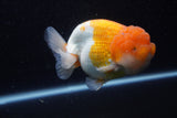 Jumbo Lionchu  Red White 5 Inch (ID#224R12a-98)