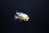 2Pack Ranchu 1.5-2 Inch (ID#1206ToPTD-10) Free2Day SHIPPING