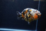 Milk Cow Ranchu  Calico 4.5 Inch (ID#1220R10c-83) Free2Day SHIPPING