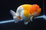 Jumbo Lionchu  Red White 5 Inch (ID#224R12a-98)