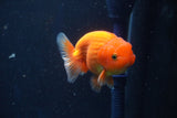 Juvenile Lionchu  Red White 3.5 Inch (ID#1022R11b-35) Free2Day SHIPPING