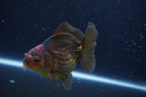 Thai Oranda  Bronze 4 Inch (ID#924To1b-33) Free2Day SHIPPING