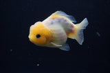 Yuan Bao Oranda  Calico 3.5 Inch (ID#311Yb10b-52) Free2Day SHIPPING