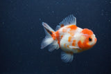 Yuan Bao Oranda  Sakura 4 Inch (ID#0107Yb10b-77) Free2Day SHIPPING