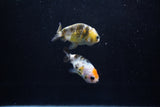 2Pack Ranchu 1.5-2 Inch (ID#1206ToPTD-10) Free2Day SHIPPING