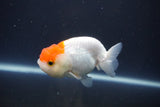 Tancho Lionchu  Red White 3.5 Inch (ID#1112R2c-77) Free2Day SHIPPING