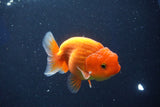 Juvenile Lionchu  Red White 3.5 Inch (ID#1022R11b-35) Free2Day SHIPPING