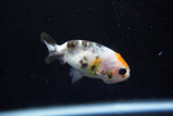 2Pack Ranchu 1.5-2 Inch (ID#1206ToPTD-10) Free2Day SHIPPING