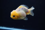 Yuan Bao Oranda  Calico 3.5 Inch (ID#311Yb10b-52) Free2Day SHIPPING