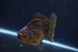 Thai Oranda  Bronze 4 Inch (ID#924To1b-33) Free2Day SHIPPING