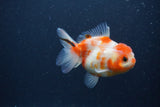 Yuan Bao Oranda  Sakura 4 Inch (ID#0107Yb10b-77) Free2Day SHIPPING