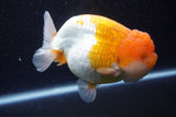 Jumbo Lionchu  Red White 5 Inch (ID#224R12a-98)