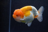 Jumbo Lionchu  Red White 5 Inch (ID#224R12a-98)