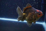 Thai Oranda  Bronze 4 Inch (ID#924To1b-33) Free2Day SHIPPING