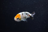 2Pack Ranchu 1.5-2 Inch (ID#1206ToPTD-10) Free2Day SHIPPING