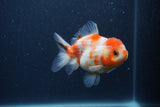 Yuan Bao Oranda  Sakura 4 Inch (ID#0107Yb10b-77) Free2Day SHIPPING