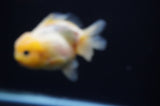 Yuan Bao Oranda  Calico 3.5 Inch (ID#311Yb10b-52) Free2Day SHIPPING