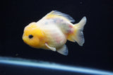 Yuan Bao Oranda  Calico 3.5 Inch (ID#311Yb10b-52) Free2Day SHIPPING
