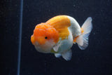 Jumbo Lionchu  Red White 5 Inch (ID#224R12a-98)