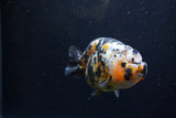 Milk Cow Ranchu  Calico 4.5 Inch (ID#1220R10c-83) Free2Day SHIPPING