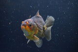 Thai Oranda  Bronze 4 Inch (ID#924To1b-33) Free2Day SHIPPING