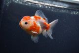 Yuan Bao Oranda  Sakura 4 Inch (ID#0107Yb10b-77) Free2Day SHIPPING