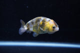 2Pack Ranchu 1.5-2 Inch (ID#1206ToPTD-10) Free2Day SHIPPING