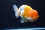 Jumbo Lionchu  Red White 5 Inch (ID#224R12a-98)