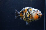 Milk Cow Ranchu  Calico 4.5 Inch (ID#1220R10c-83) Free2Day SHIPPING