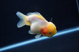 Yuan Bao Oranda  Calico 3.5 Inch (ID#311Yb10b-52) Free2Day SHIPPING