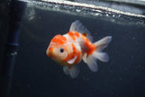 Yuan Bao Oranda  Sakura 4 Inch (ID#0107Yb10b-77) Free2Day SHIPPING