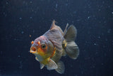 Thai Oranda  Bronze 4 Inch (ID#924To1b-33) Free2Day SHIPPING