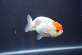 Tancho Lionchu  Red White 3.5 Inch (ID#1112R2c-77) Free2Day SHIPPING