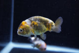 2Pack Ranchu 1.5-2 Inch (ID#1206ToPTD-10) Free2Day SHIPPING