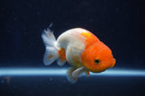 Juvenile Lionchu  Red White 3.5 Inch (ID#1022R11b-36) Free2Day SHIPPING