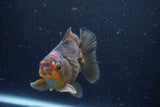 Thai Oranda  Bronze 4 Inch (ID#924To1b-33) Free2Day SHIPPING