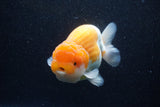 Jumbo Lionchu  Red White 5 Inch (ID#224R12a-98)