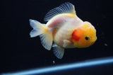 Yuan Bao Oranda  Calico 3.5 Inch (ID#311Yb10b-52) Free2Day SHIPPING