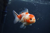 Yuan Bao Oranda  Sakura 4 Inch (ID#0107Yb10b-77) Free2Day SHIPPING