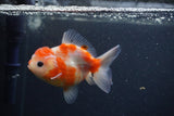 Yuan Bao Oranda  Sakura 4 Inch (ID#0107Yb10b-77) Free2Day SHIPPING