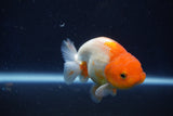 Juvenile Lionchu  Red White 3.5 Inch (ID#1022R11b-36) Free2Day SHIPPING